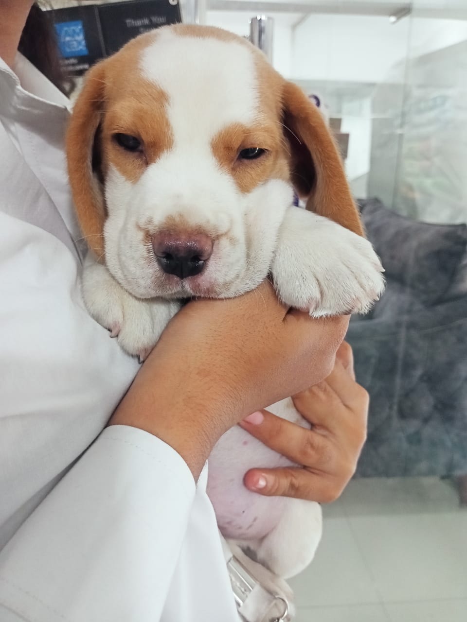 Beagle puppy from Vizag